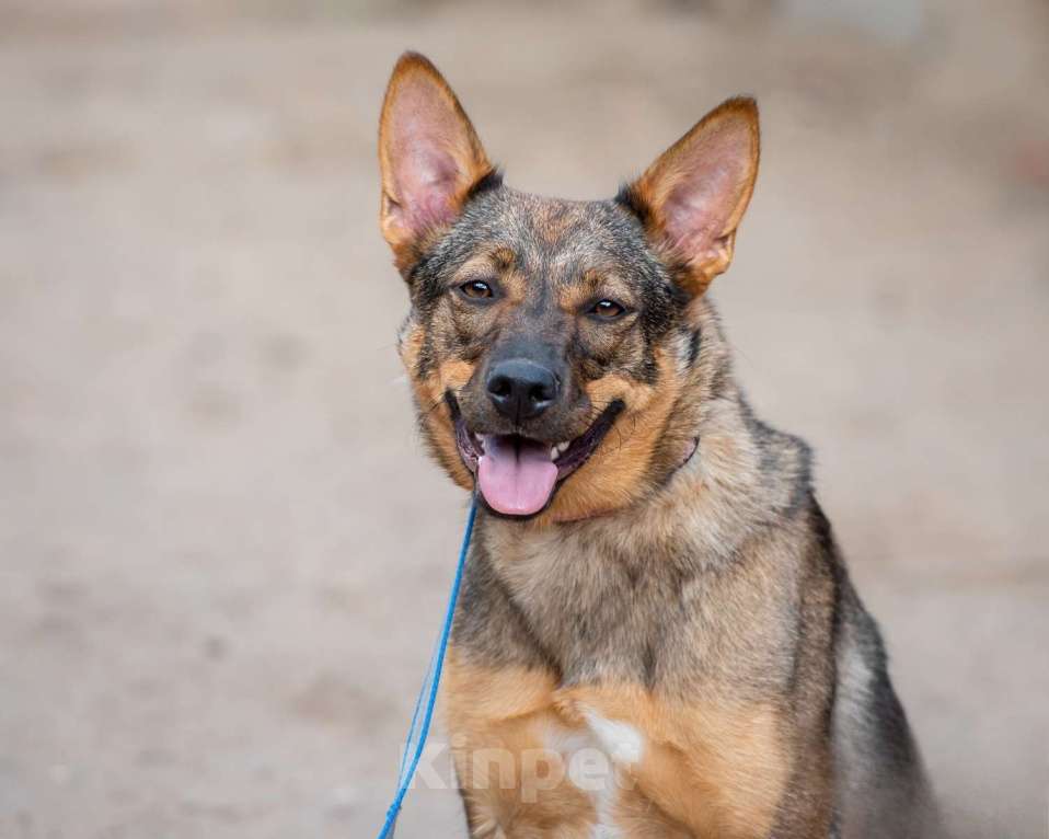 Собаки в Москве: Мира - лучшая собака в мире Девочка, Бесплатно - фото 3