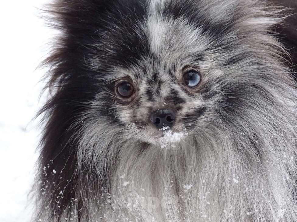 Собаки в Санкт-Петербурге: Мальчик мерле. Синий глаз.  Мальчик, 45 000 руб. - фото 1