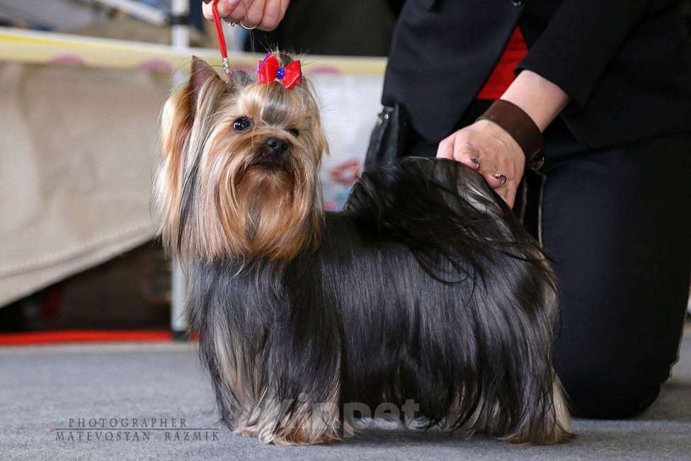 Собаки в Самаре: Вязка йоркширский терьер, 3 000 руб. - фото 1