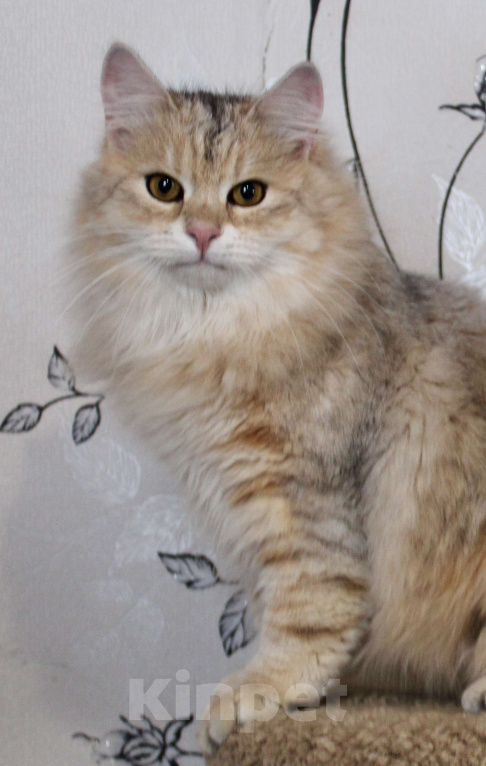 Кошки в Тюмени: Сибирский котёнок Мальчик, 50 000 руб. - фото 1