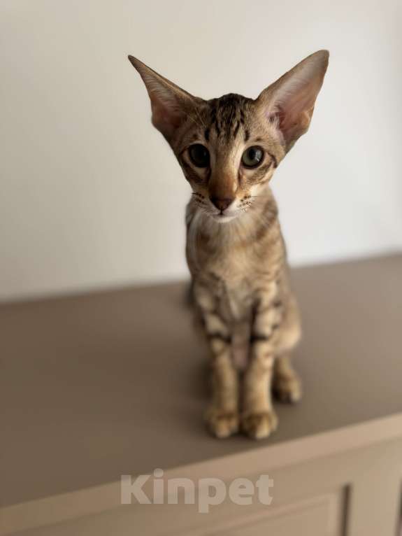 Кошки в Москве: Ориенталы Девочка, 45 000 руб. - фото 2