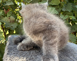 Кошки в Сальске: Котенок мейн кун 1,5 месяца Мальчик, 20 000 руб. - фото 3