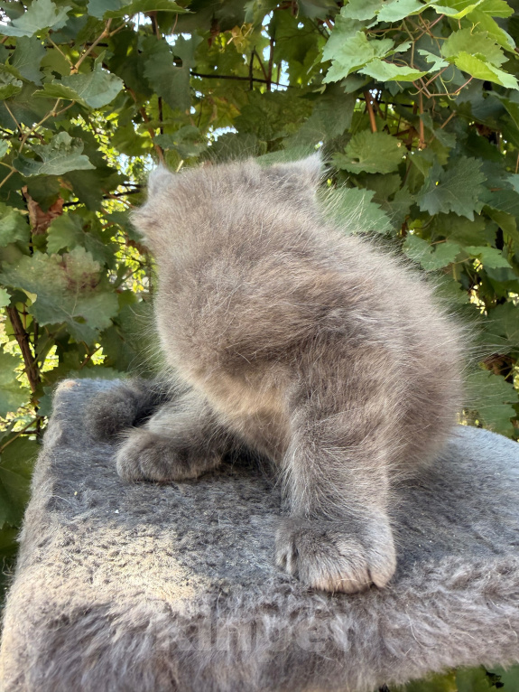 Кошки в Сальске: Котенок мейн кун 1,5 месяца Мальчик, 20 000 руб. - фото 3