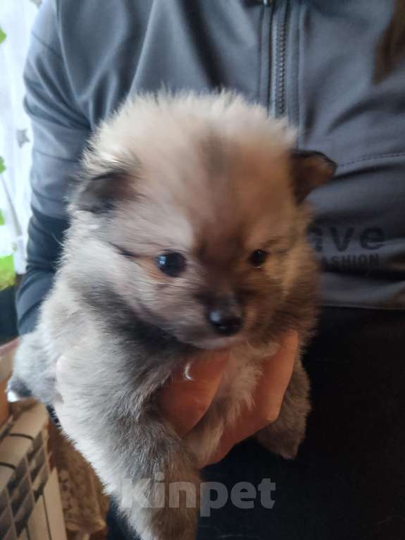 Собаки в других городах Тверской области: Померанский шпиц Девочка, Бесплатно - фото 1