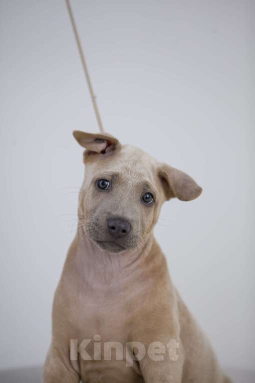 Собаки в Сургуте: Продам щенков Тайского Риджбека Мальчик, Бесплатно - фото 4