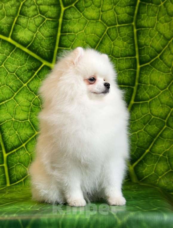 Собаки в Москве: Белый шпиц мальчик Мальчик, 65 000 руб. - фото 3