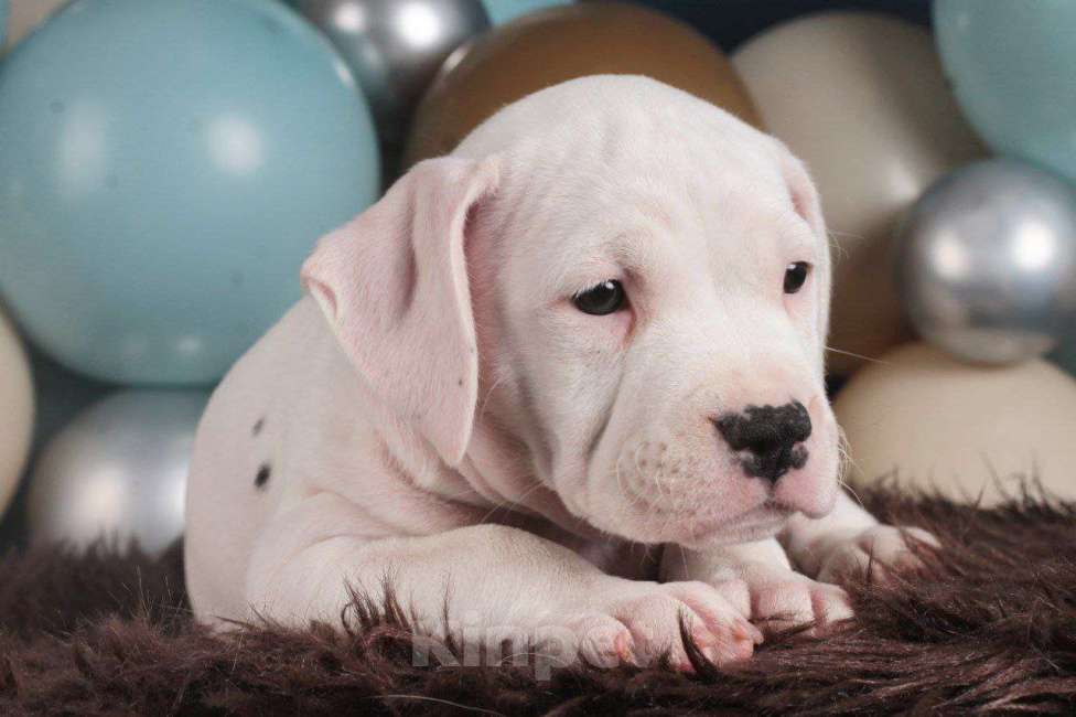 Собаки в Барнауле: Продам щенков АСТ Девочка, Бесплатно - фото 6