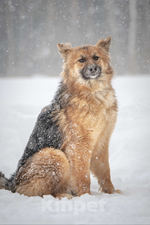 Собаки в Клине: Фисташка — роскошная красавица готова стать частью вашей семьи Девочка, Бесплатно - фото 10