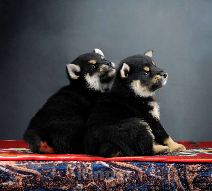 Собаки в других городах Ленинградской области: Отличные породистые щенки Сиба-ину Мальчик, Бесплатно - фото 3