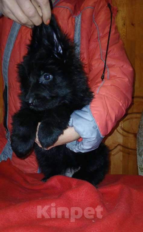 Собаки в Москве: Немка Девочка, 45 000 руб. - фото 1