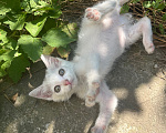 Кошки в Краснодаре: Котёнок в добрые руки бесплатно Девочка, Бесплатно - фото 2
