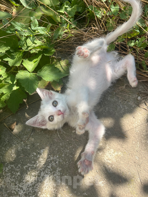 Кошки в Краснодаре: Котёнок в добрые руки бесплатно Девочка, Бесплатно - фото 2