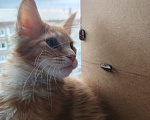 Кошки в Братске: Мини Линкс Самурай Мальчик, Бесплатно - фото 3