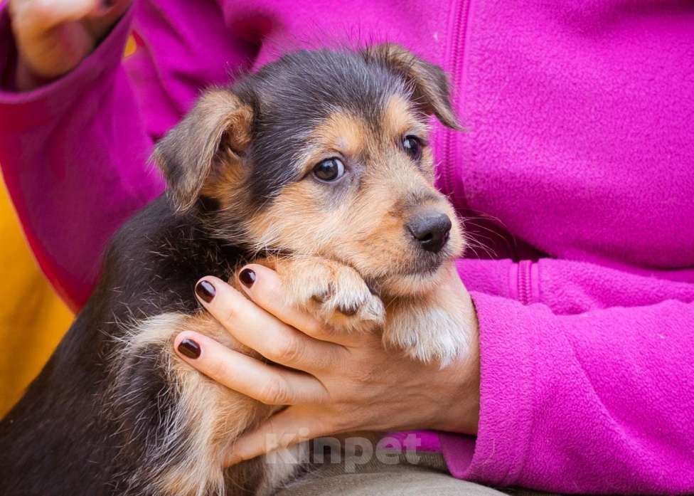 Собаки в Москве: Миниатюрный щенок, метис маленького терьера Мальчик, Бесплатно - фото 6