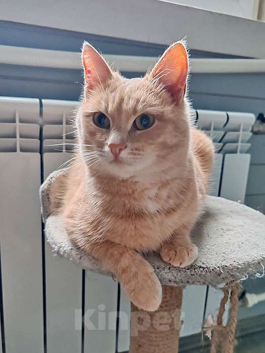Кошки в Москве: Ищет дом кот Персик — ласковый, спокойный, домашний Мальчик, 10 руб. - фото 2