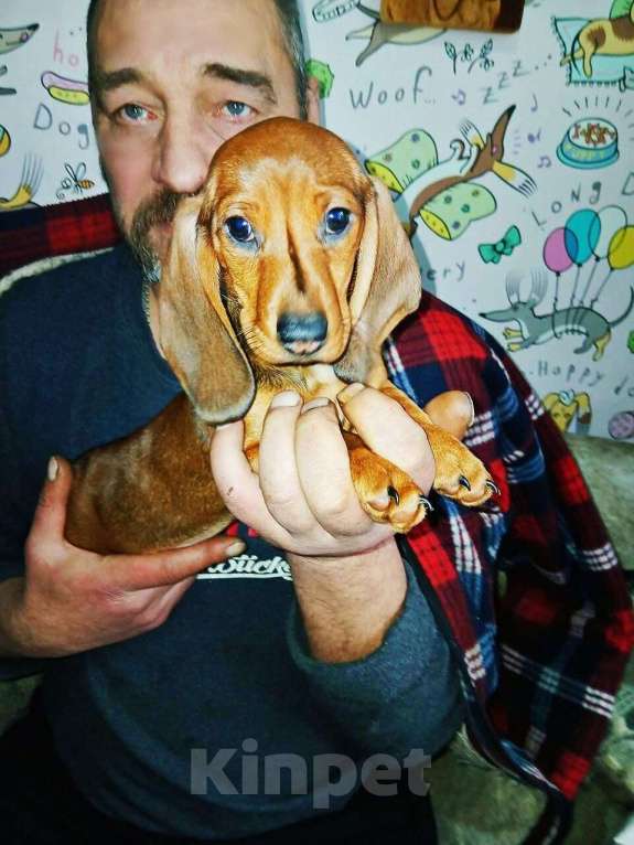 Собаки в Подольске: Таксодевочка стандартеая Девочка, 40 000 руб. - фото 1