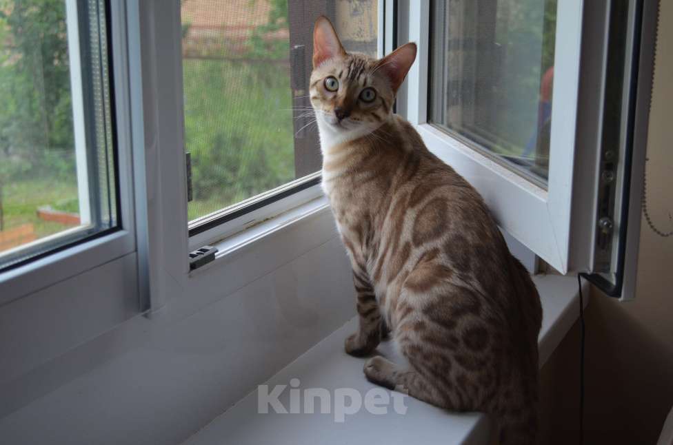 Кошки в Москве: Бенгальский мальчик (окрас Минк) с родословной Мальчик, 70 000 руб. - фото 4