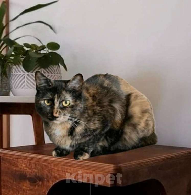 Кошки в Санкт-Петербурге: Кошечка Марфуша ждет и ждет Девочка, Бесплатно - фото 2