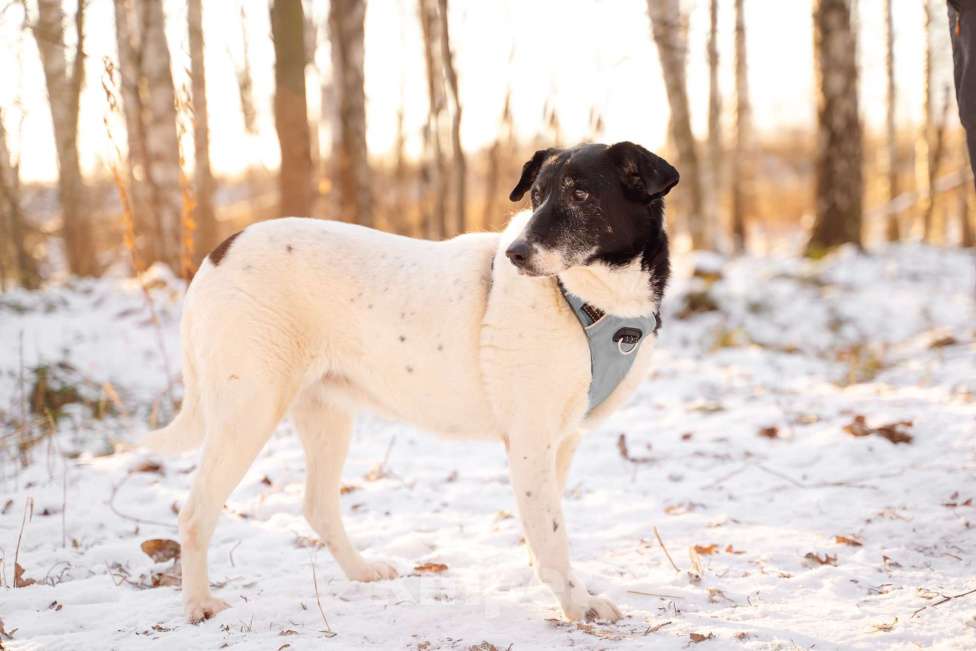 Собаки в Москве: Долли Девочка, Бесплатно - фото 4