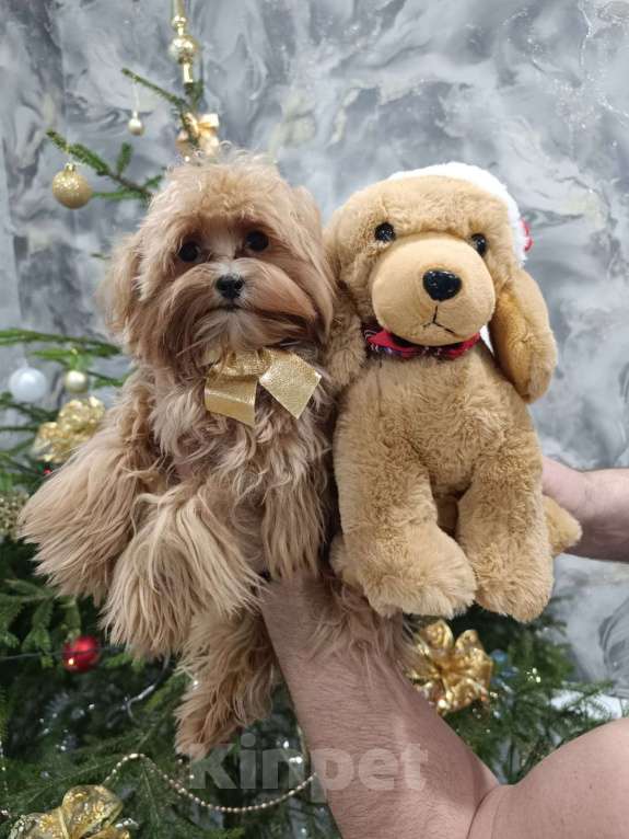 Собаки в Сергиеве Посаде: Мальтипу F1 девочка Девочка, 80 000 руб. - фото 5