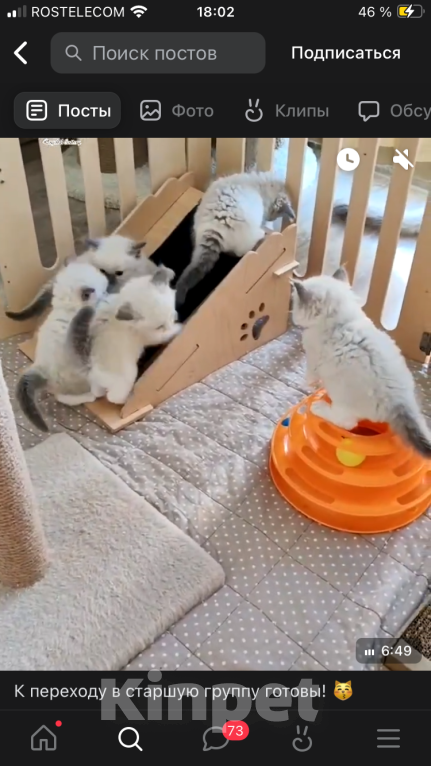 Кошки в Хабаровске: Ragdoll Девочка, 37 000 руб. - фото 1