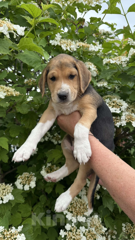 Собаки в Саранске: Русская пегая гончая  Девочка, Бесплатно - фото 3