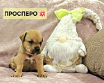 Собаки в Щелково: Мальчик щенок кадебо Мальчик, Бесплатно - фото 1