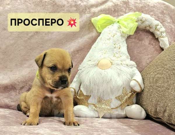 Собаки в Щелково: Мальчик щенок кадебо Мальчик, Бесплатно - фото 1
