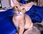 Кошки в других городах Московской области: Абиссинский котик дикого окраса Мальчик, 75 000 руб. - фото 3