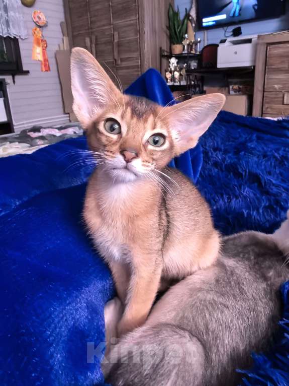 Кошки в других городах Московской области: Абиссинский котик дикого окраса Мальчик, 75 000 руб. - фото 3