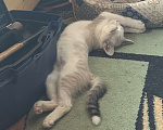 Кошки в Москве: Кот в добрые руки Мальчик, Бесплатно - фото 2