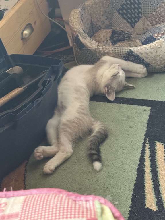 Кошки в Москве: Кот в добрые руки Мальчик, Бесплатно - фото 2