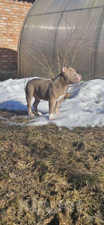 Собаки в других городах Тверской области: Американский булли щенок Мальчик, 100 000 руб. - фото 3