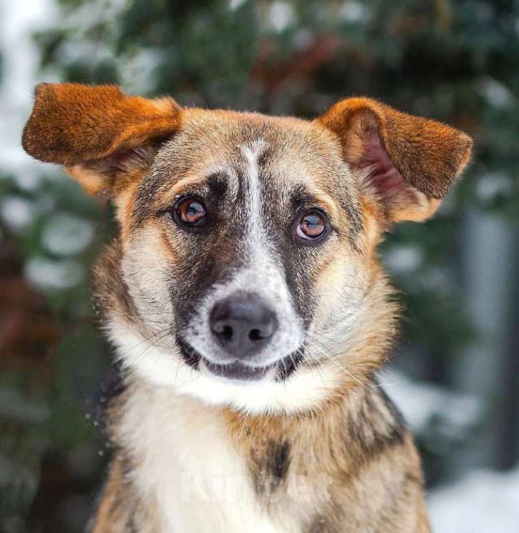 Собаки в Белоозёрском: ЛИНДИ (Далила) Девочка, 2 руб. - фото 5