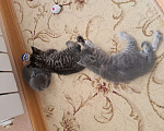 Кошки в Краснодаре: Отдам бесплатно Девочка, Бесплатно - фото 9
