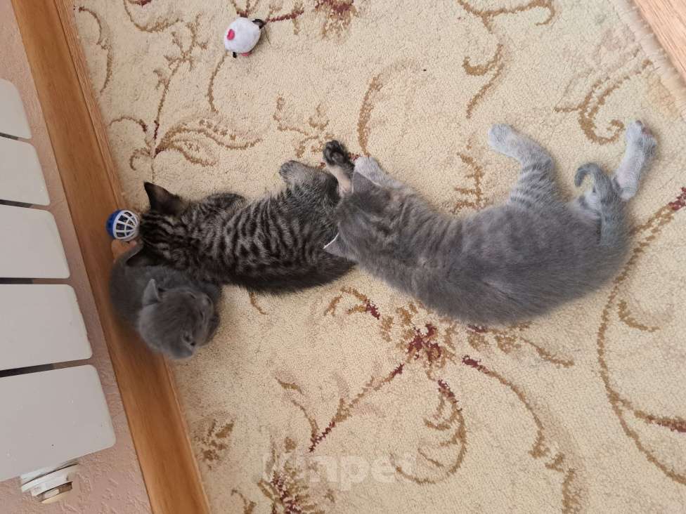Кошки в Краснодаре: Отдам бесплатно Девочка, Бесплатно - фото 9