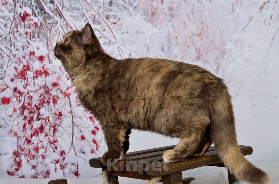 Кошки в Санкт-Петербурге: Британская кошечка шоколадного черепахового окраса Девочка, 45 000 руб. - фото 5