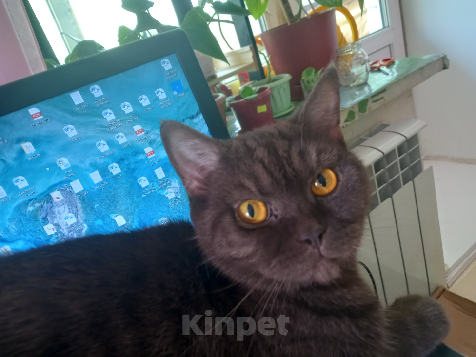 Кошки в Томске: отдам кошку Девочка, Бесплатно - фото 3