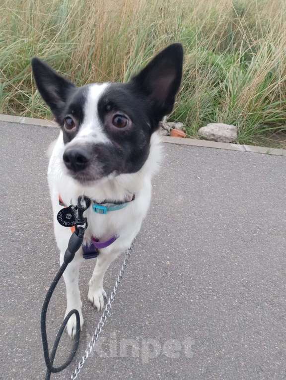 Собаки в Санкт-Петербурге: Маленькая домашняя собачка ищет дом Девочка, Бесплатно - фото 6