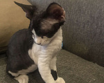 Кошки в Москве: Котята Девон рекс от титулованных родителей Мальчик, 50 000 руб. - фото 2