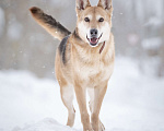 Собаки в Москве: Верной, преданной собаке Мяте очень нужен свой родной человек, она ждет и надеется на встречу! Девочка, Бесплатно - фото 6