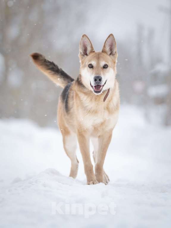 Собаки в Москве: Верной, преданной собаке Мяте очень нужен свой родной человек, она ждет и надеется на встречу! Девочка, Бесплатно - фото 6