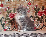 Кошки в Москве: Глазастое чудо Пушок, милый домашний котенок в добрые руки, Бесплатно - фото 1