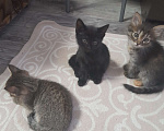Кошки в Самаре: Ищу заботливых, добрых хозяев котодетям Девочка, 10 руб. - фото 5