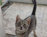 Кошки в Домодедово: Найденыши Мальчик, Бесплатно - фото 3