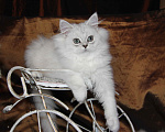 Кошки в Москве: Персидский котенок Ричард Марс Д.М Мальчик, 1 руб. - фото 3