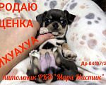 Собаки в Санкт-Петербурге: Большой выбор щенков чихуахуа из питомника РКФ Мальчик, 150 000 руб. - фото 3