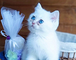 Кошки в Москве: Британский котенок мальчик шиншилла колор-пойнт Мальчик, 15 000 руб. - фото 6