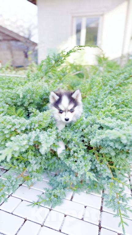 Собаки в других городах Нижегородской области: Помски мальчик микро Мальчик, 200 000 руб. - фото 3