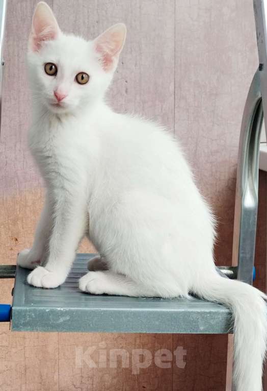 Кошки в Москве: Котёнок в добрые руки Мальчик, Бесплатно - фото 2